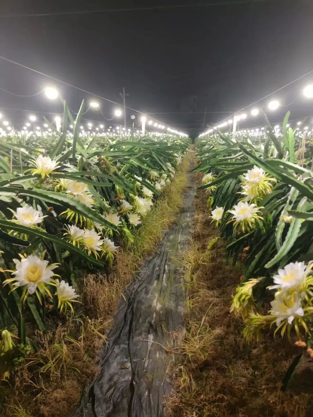 微信图片_20250206090351.jpg 微信图片_20250206090351.jpg