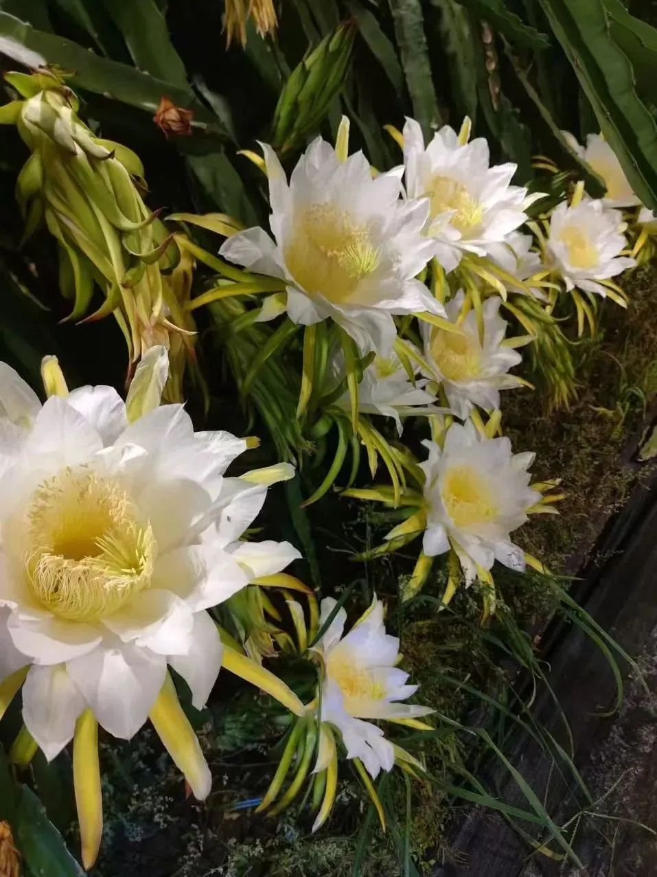 微信图片_20250206090424.jpg 微信图片_20250206090424.jpg